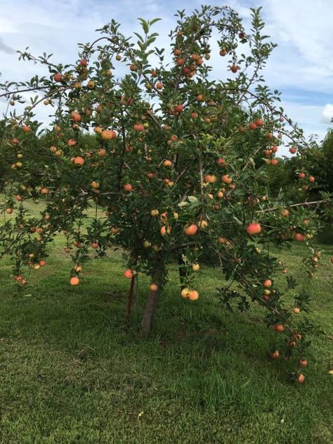 5. John & Linda's U-Pick Fruit & Berry Farm - Bates City, MO Asthetic Wall Pictures, Fall Apple Picking, Fruit Festival, Alphabet Dating, Gardener Aesthetic, Spider Cat, Attracting Butterflies, Apple Orchards, Outdoor Cart