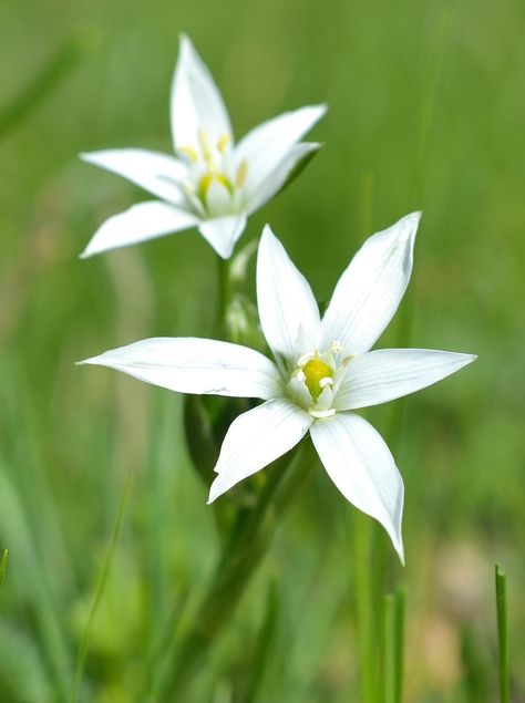 Striking Facts About the Star of Bethlehem Flower Garden Star Of Bethlehem, Star Of Bethlehem Flower, Perennials Flowers, Xmas Cakes, Chive Flower, The Star Of Bethlehem, Weird Places, Bach Flowers, Flower Meanings