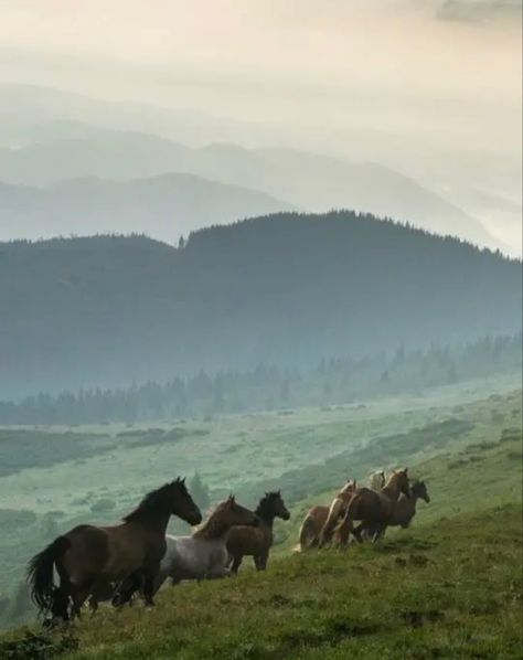 Horses In The Wild, Caballos Aesthetic, Horses In Nature, Horses Aesthetic, Horses Wallpaper, Horses Running, Horse Country, Horse Photo, Horse Aesthetic