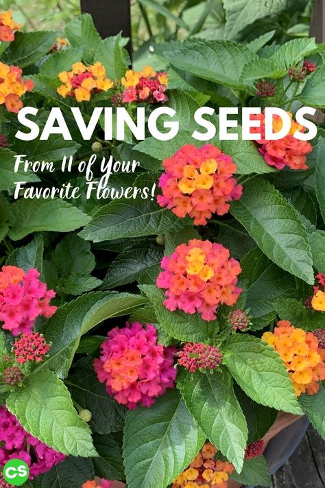 Growing Lantana From Seeds, How To Save Lantana Seeds, How To Save Seeds From Flowers, Harvesting Lantana Seeds, Saving Lantana Seeds, Growing Perennials From Seed, How To Save Sunflower Seeds For Planting, How To Save Flower Seeds, Saving Flower Seeds