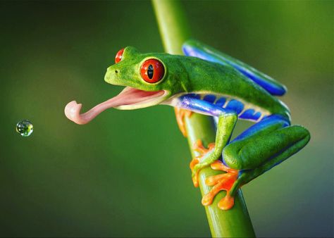 Agalychnis callidryas, known as the red-eyed tree frog, is an arboreal hylid native to Neotropical rainforests in Costa Rica Gandova Manzanillo Wildlife Refuge. The scientific name of the red-eyed tree frog, A. callidryas, comes from the Greek words kalos and dryas. The Gandoca Manzanillo Wildlife Refuge is situated in one of the most stunningly beautiful regions of Costa Rica. The Gandoca Manzanillo Wildlife Refuge is situated in one of the most stunningly beautiful regions of Costa Rica. Red Tree Frog, Red Eyes Tree Frog, Red Eyed Tree Frog Tattoo, Red Eye Frog, Red Eye Tree Frog, Frog Photography, Real Frog, Rainforest Frog, Red Eyed Frog