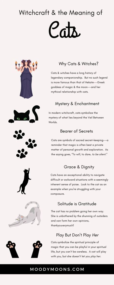 Meaning of Cats in Witchcraft - Moody Moons Animals In Witchcraft, Cats In Witchcraft, Cat Colors Meaning, Animal Witchcraft, Cat Spirituality, Crafts For Cats, Familiar Witchcraft, Cat Meaning, Cat Witchcraft