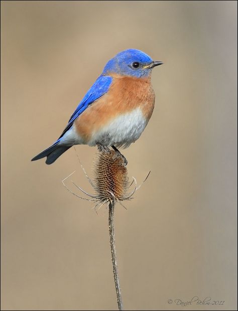 Bluebird Tattoo, Birding Journal, Scientific Drawing, Eastern Bluebird, Bird Aviary, Botanical Tattoo, Bird Photo, Watercolor Bird, Animal Tattoos