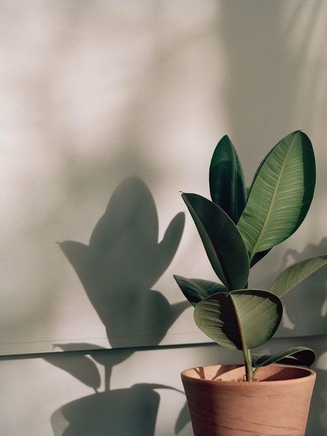 Boho Plants, Papaya Tree, Nature Leaves, Trendy Plants, A Kind Of Magic, Tropical Green, Plant Images, Plant Photography, Have Inspiration