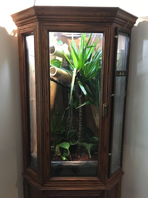 diy chameleon cage Diy vivarium Diy Chameleon Cage, Chameleon Enclosure, Gecko Vivarium, Chameleon Cage, Diy Reptile, Bearded Dragon Diy, Bearded Dragon Cage, Snake Enclosure, Gecko Terrarium