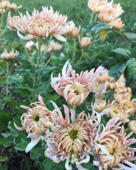 Blossom and Branch - Heirloom Mum Satin Ribons Nature, Heirloom Chrysanthemums, Heirloom Mums, Pnw Gardening, Roadside Stand, Cut Garden, Floral Designs Arrangements, White Mums, Fall Mums