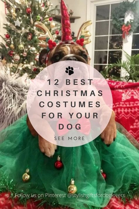 dog dressed as a Christmas princess Dog Christmas Outfit Photo Ideas, Dogs Christmas Outfit, Large Dog Christmas Outfit, Funny Christmas Dog Pictures, Dog Christmas Outfit Diy, Dogs In Christmas Outfits, Dog Christmas Costumes Diy, Dog Christmas Party, Dog Christmas Pictures Ideas