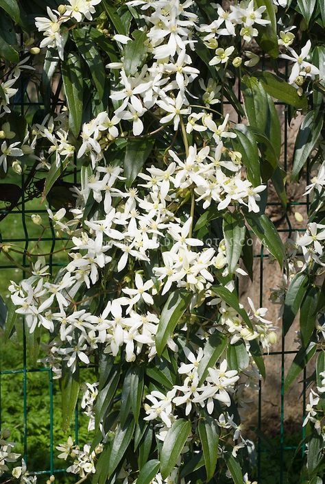 Clematis Armandii, Evergreen Climbers, White Clematis, Clematis Flower, Southern Garden, Garden Privacy, Garden Vines, Exotic Orchids, Flower Stock