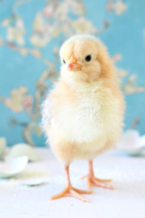 Spring Baby Chick Photos | We Got a New Batch of Chicks! Easter Aesthetic, Cute Ducklings, Spring Animals, Baby Chickens, Baby Chick, Baby Animals Pictures, Cute Chickens, Pet Chickens, Spring Baby