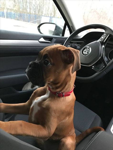 Boxer Dog Puppy, Boxer And Baby, Cute Boxers, Dog White, Boxer (dog), Puppy Kisses, Boxer Puppy, Boxer Love, Boxer Puppies