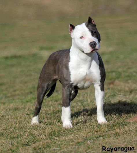 Amstaff American Staffordshire Terrier, Stafford Dog, Stafford Bull Terrier, Stafford Terrier, American Staffordshire Bull Terrier, American Stafford, Pitbull Dog Breed, American Staff, Bully Breeds Dogs