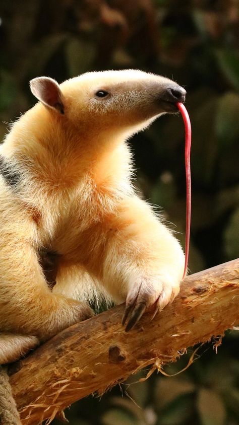 Tamandua von Claus Wingerden Tamanduas sind ... - Rare Animals, Strange Animals, Interesting Animals, Unusual Animals, Pretty Animals, Majestic Animals, Amazing Animals, Weird Animals, Unique Animals