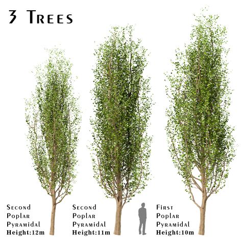 3 different Poplar Trees in the scene. Populus is a genus of 25-30 species of deciduous flowering plants in the family Salicaceae, native to most of the Northern Hemisphere. English names variously applied to different species include poplar /ˈpɒp.lər/, aspen, and cottonwood. Polygons (Total number of 3 trees): 2,163,476 Verts (Total number of 3 trees): 2,103,507 Poplar1: 12 m Poplar2: 11 m Poplar3: 10 m In the archive: 3ds max (V-ray-2014) FBX Textures (Variety of leaves, Bark, Cap & ...) Composite Drawing, English Names, Poplar Tree, Tree Study, Aspen Trees, Organic Colors, Flowering Plants, Tree Leaves, Tree Oil