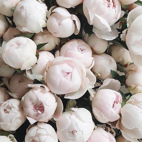 Peonies Wallpaper, Paper Flower Garlands, Rose Gold Paper, Blush Peonies, Paper Flower Backdrop, Peonies Bouquet, Flower Backdrop, Flower Garlands, Peony Flower