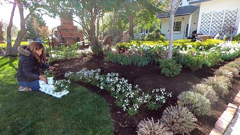 Garden Answer - Planting Flowers that Perform Beautifully in both Cool & Warm Temps! 🌸💚💪 Laura Leboutillier Garden Answer, Garden Answers Laura, Garden Answer Laura Leboutillier, Garden Answer Laura, Garden Answer, How's It Going, Garden Retreat, Garden Flower Beds, Red Bud