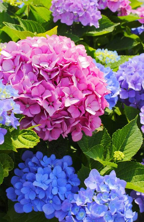 Sydney woman’s note from neighbour who stole her flowers Flowers Clay, Hydrangea Wallpaper, Tattoo Plant, Hydrangea Garden, Flower Landscape, Summer Nature, Cactus Y Suculentas, Beautiful Flowers Pictures, Hydrangea Flower