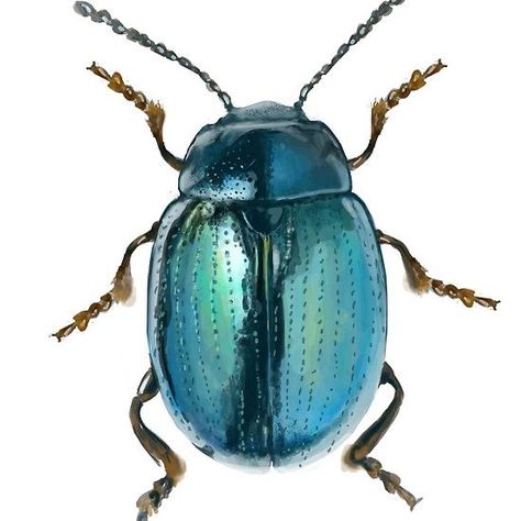 Bettles Bugs, Beatles Bug, Blue Beetle Art, Beetle Pictures, Beetle Painting, Beetle Drawing, Beetle Art, Cool Insects, Beetle Insect