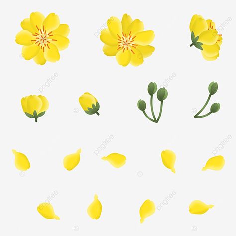 Kawaii, Apricot Blossom Tattoo, Yellow Flowers Drawing, Yellow Apricot Blossom, Anime Notebook, Notebook Idea, Yellow Flower Art, Yellow Png, Apricot Blossom