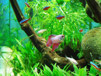 Betta Fish Awareness Day: Betta Fish Care: The Community Tank Myth Community Aquarium, Betta Fish Tank Mates, 10 Gallon Fish Tank, Tetra Fish, Betta Aquarium, Community Tanks, Betta Fish Care, Betta Tank, Fish Tank Accessories