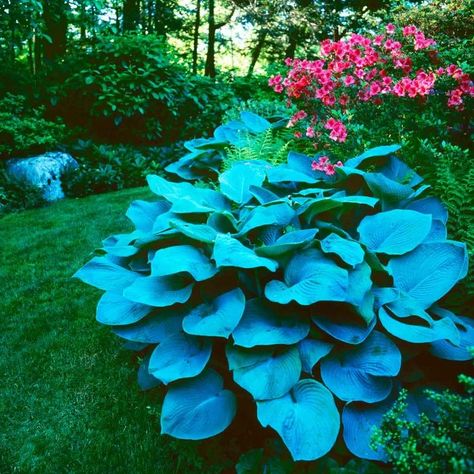 Full Sun Hostas, Hosta Garden Ideas, Sun Hostas, Types Of Hostas, Hosta Care, Blue Hosta, Shade Tolerant Plants, Hosta Varieties, Shade Garden Plants