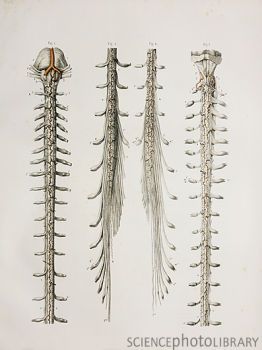 Spinal chord anatomy. Spinal Chord, Chia Pet, Science Illustration, Medical Science, Anatomy, Photo Sharing, Medical, Science, Hair Accessories