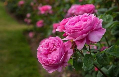 Damask Rose: A Unique Plant with Exceptional Properties Rose Garden Landscape, Cheap Plants, Karim Rashid, Roses Garden, Damask Rose, Unique Roses, Garden Quotes, Rose A, Unique Plants