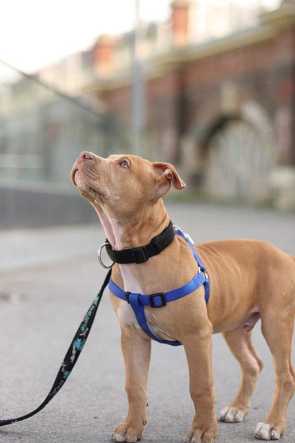 How much you want to bet this pit bull was staring at a treat? Pitbull Dog Puppy, Pit Bull Puppies, Love And Loyalty, Bully Breeds Dogs, American Pitbull, Sweet Boy, Pitbull Puppies, Bull Terrier Dog, Pit Bulls