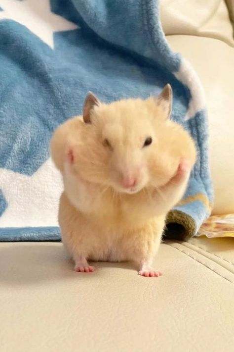 Angry Hamster, Pipi Chubby, Hamster Pics, Funny Rats, Cute Rats, Silly Girls, Cute Hamsters, Hamsters, Cute Pins