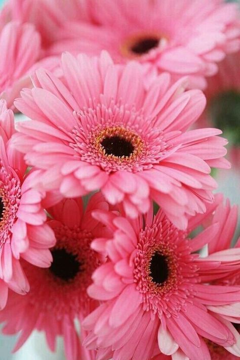 Floral. pic.twitter.com/HTNgDln7I4 Gerbera Flower, Pink Gerbera, Gerber Daisies, Gerbera Daisy, Color Flower, Deco Floral, Pink Daisy, Everything Pink, Flower Beauty