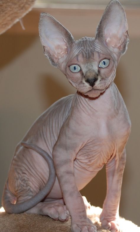 Cat With No Hair, Hayley Sheldon, Tabby Cat Pictures, Hairless Cats, Devon Rex Cats, Sphynx Cats, Sphinx Cat, Tabby Cats, Rex Cat