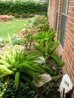 Foxtail ferns planted near rose bush in our backyard. Houston Garden, Foxtail Fern, Porch Plants, Ferns Garden, Yard Landscape, Grasses Landscaping, Flower Pots Outdoor, Fern Plant, Container Gardening Vegetables