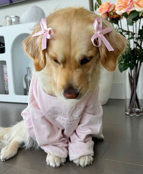 Dog Wipes, Cute Lounge, Cute Dogs Images, Very Cute Dogs, Lounge Outfit, Going Live, Super Cute Animals, Cute Animals Images, So Busy