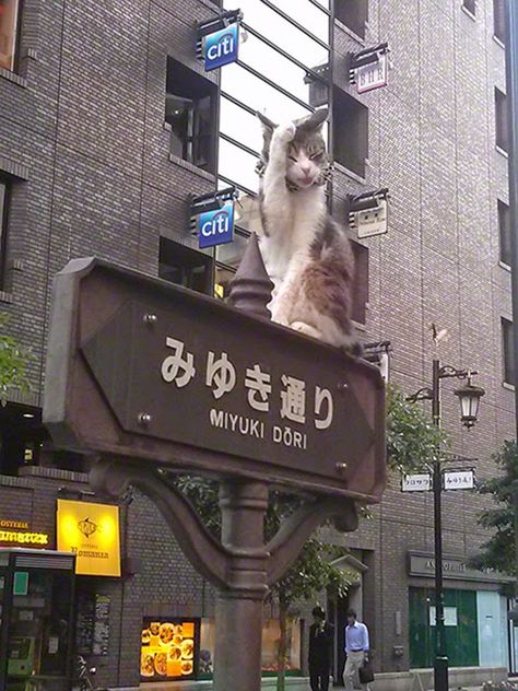 Shopping District, Aesthetic Japan, Cat Signs, Street Sign, Cat Photography, Stray Cat, Cat Sleeping, Domestic Cat, Photo Series