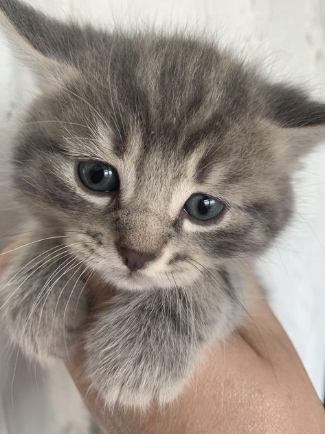 Grey Tabby Kittens, Cute Puppies And Kittens, Grey Kitten, Tabby Kitten, Image Chat, Gorgeous Cats, Beautiful Cat Breeds, Most Beautiful Cat Breeds, Kittens And Puppies