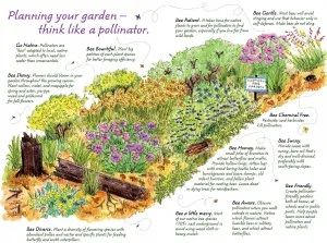 Pollinator Garden Design, Bee Friendly Garden, Habitat Garden, Native Plant Gardening, Hummingbird Garden, Bee Garden, Wildlife Gardening, Master Gardener, Pollinator Garden