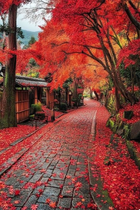 Explore Kyoto's Stunning Autumn Leaves 🍁 Kyoto in autumn is a sight to behold with its beautiful fall foliage. Visit temples and gardens to see the vibrant red and orange leaves. 🌿🍂 #AutumnLeaves #AutumnTravel #Kyoto #Japan Autumn Leaves Japan, Japan Autumn, Orange Leaves, Japan Aesthetic, Aesthetic Japan, Orange Leaf, Fall Travel, Red And Orange, Kyoto Japan