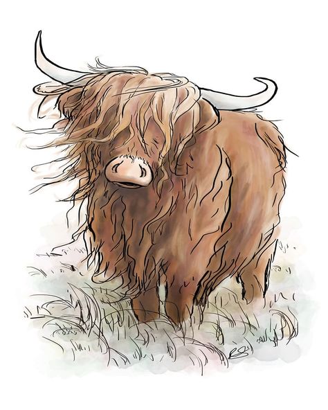 A highland cow illustration Highland Cow Drawing, Cow Drawing Easy, Highland Cow Tattoo, Cow Sketch, Highland Cow Painting, Cow Tattoo, Cow Illustration, Highland Cow Art, Cow Drawing