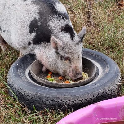 Diy Pig House, Kunekune Pig Pen Ideas, Pig Set Up, Pig Houses, Pig Houses Outdoor, Pig Pen Ideas Shelters, Potbelly Pig Pen Ideas, Pig Pen Ideas Diy, Pig House Ideas