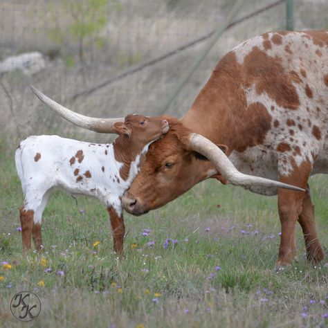 Longhorn Steer, Longhorn Cattle, Longhorn Cow, Long Horn, Bull Cow, Farm Lifestyle, Texas Longhorn, Cow Calf, Beautiful Locations Nature