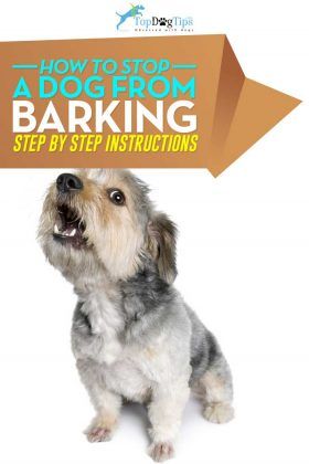 How To Stop A Dog From Barking Video How To Stop My Dog From Barking, Train Dog Not To Bark, Stop Barking Dogs Tips, Stop Puppy Barking, Dog Stop Barking, Stop Dog Barking, Dog Minding, Train A Puppy, Easiest Dogs To Train