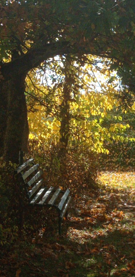 A lonely bench under a tree, evermore, folklore vibes, autumn wallpaper Evermore Folklore, Autumn Wallpaper, Nature Vibes, Under A Tree, A Tree, Bench, Nature