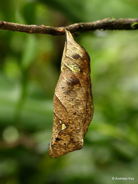 https://flic.kr/p/2gUMc8g | Owl butterfly pupa, Caligo sp. | from Ecuador: www.youtube.com/AndreasKay Flannel Moth, Butterfly Pupa, Owl Butterfly, Moth Caterpillar, Beautiful Bugs, Arthropods, Beautiful Butterflies, Ecuador, South America