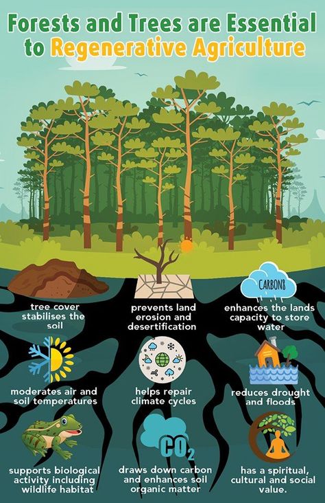 Why Trees & Forests are so Important to Regenerative Agriculture. Agriculture Land, Info Poster, Agriculture Projects, Regenerative Farming, Regenerative Agriculture, Natural Farming, Agriculture Education, Infographic Poster, Permaculture Gardening