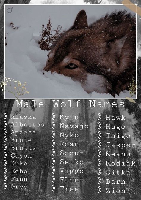 Wolf Pack Names, Wolf Alpha, Fantasy Character Names, Writing Inspiration Tips, Best Character Names, Fantasy Names, Writing Prompts For Writers, Creative Names, Writing Motivation