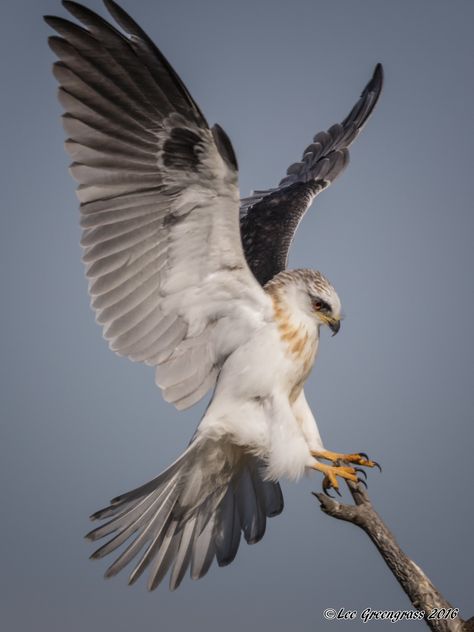 White-tailed Kite Landing | Coyote Hills Regional Park, Frem… | Flickr White Tailed Hawk, Bat Hawk, Hawk Reference, Hawk Photography, Hawk Art, Hawk Wings, White Hawk, Cool Birds, Hawk Eagle