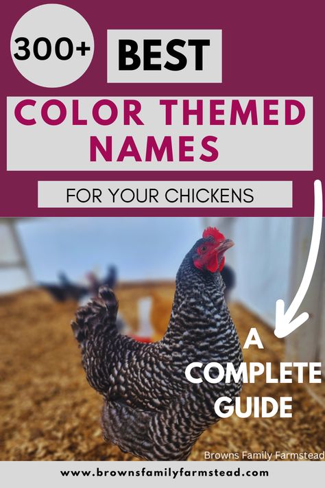 Beautiful Black Chicken Chicken Names Hens, Good Chicken Names, Cute Chicken Names, Buff Chicken, Rooster Names, Buff Orpington Chickens, Barred Rock Chickens, Australorp Chicken, Frizzle Chickens