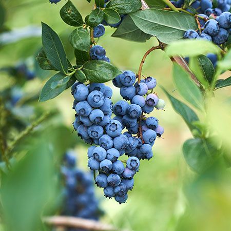 An Organically-Grown Ornamental, Perfect for Robust Blueberries Down South  - 	The Powderblue Blueberry Bush is synonymous with rich, robust growth and bold blueberries that thrive down South. Perfect for healthful growth and fresh fruit in zones 7-9, the Powderblue Blueberry is heat tolerant and only requires around 500 chill hours. Its vigorous growth in moderate to... Sangiovese Wine, Growing Blueberries, Blueberry Plant, Blueberry Bushes, Fast Growing Trees, Wine Food Pairing, Growing Grapes, Montepulciano, Red Grapes