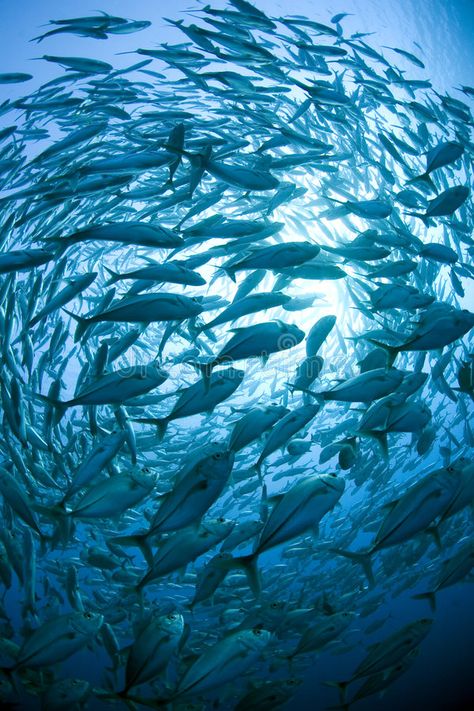 School of fish. A picture of a large school of fish, swimming in circles in the , #spon, #picture, #large, #School, #fish, #circles #ad Fish Facts, Stingray Fish, Shoal Of Fish, William Butler Yeats, Salt Water Fishing, School Of Fish, Fish Drawings, Fish Swimming, Free Stock Photos Image