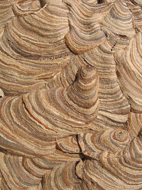 TYWKIWDBI ("Tai-Wiki-Widbee"): Wasp nest Micro Photography, Wasp Nest, Natural Structures, Tactile Texture, Beautiful Colours, Rock Formations, Wasp, Surface Textures, Patterns In Nature