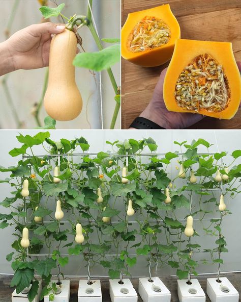 Owlmighty - Butternut Squash Delight: Container Gardening... When To Plant Butternut Squash, Squash Plant, When To Plant, Winter Squash, Consumer Health, Green House, Outdoor Ideas, Butternut Squash, Green Thumb